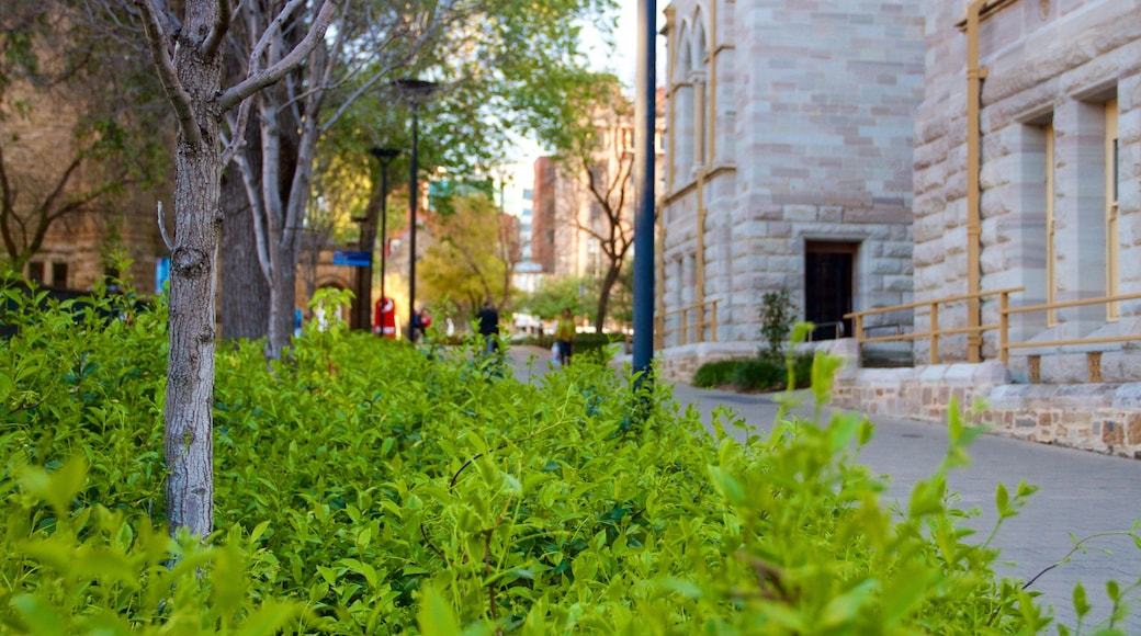 University of Adelaide showing a city and heritage architecture