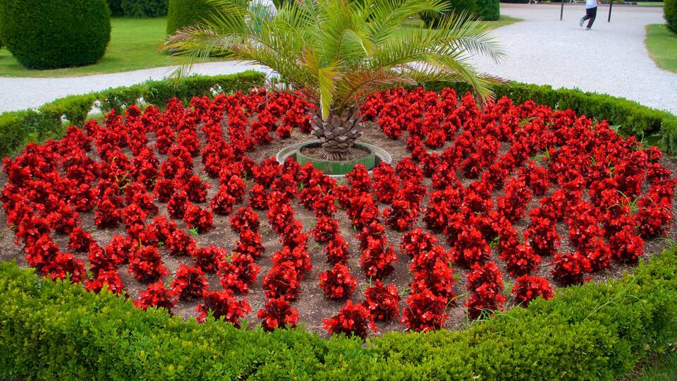 Schönbrunn which includes a park and flowers