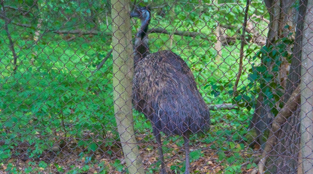 Zoológico de Schönbrunn que incluye animales de zoológico y aves