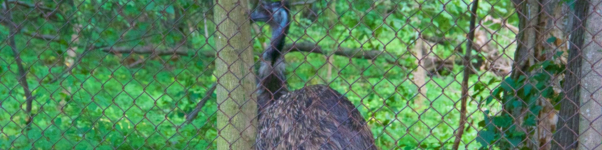 Schoenbrunn Zoo showing zoo animals and bird life