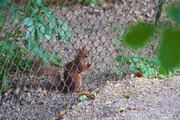 Tiergarten Schönbrunn das einen niedliche oder freundliche Tiere und Zootiere