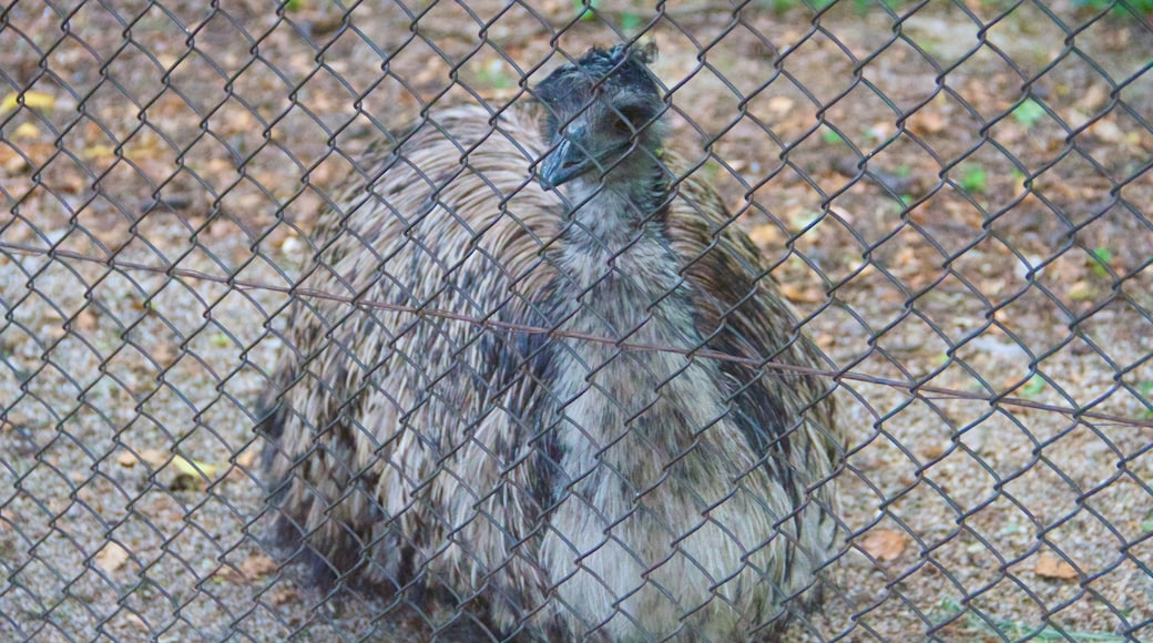 Schoenbrunn Zoo showing zoo animals and bird life