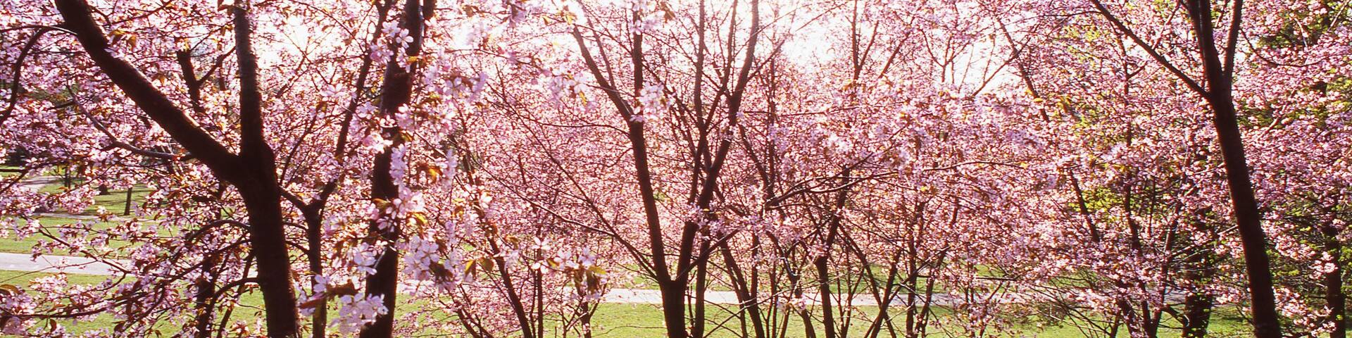 Helsinki showing picnicking and a park as well as a couple