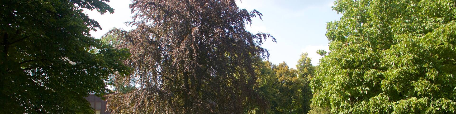 Luxembourg showing a fountain and a garden