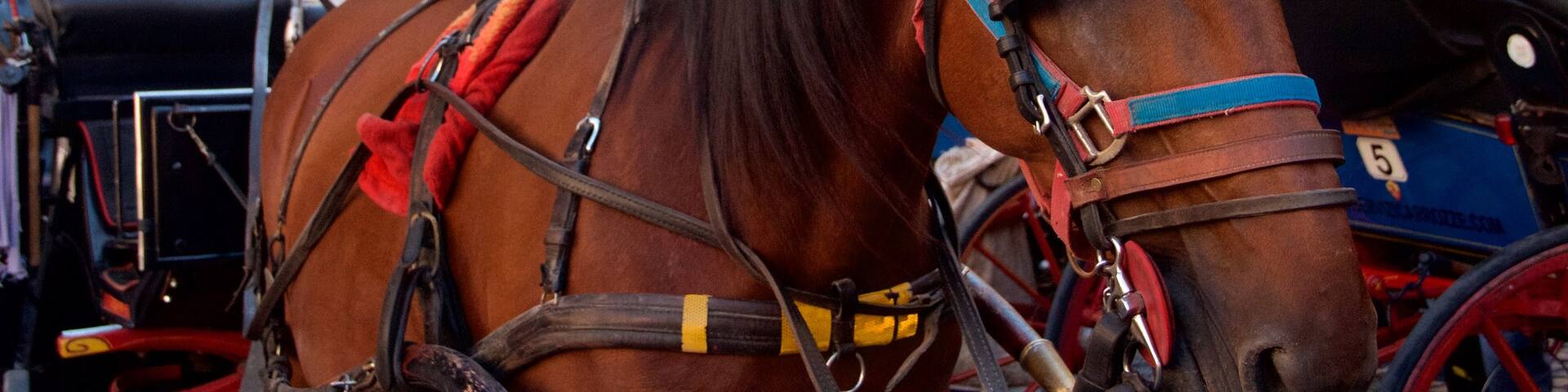 Piazza della Rotonda mettant en vedette animaux terrestres
