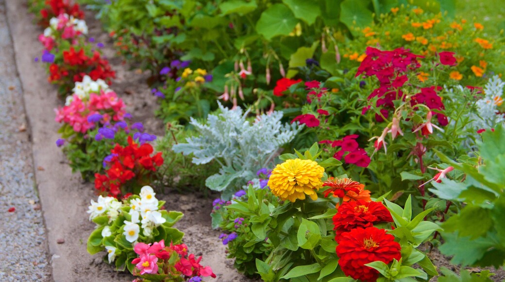 Potsdam og byder på blomster og en have