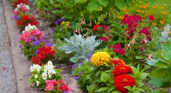 Potsdam som visar blommor och en park