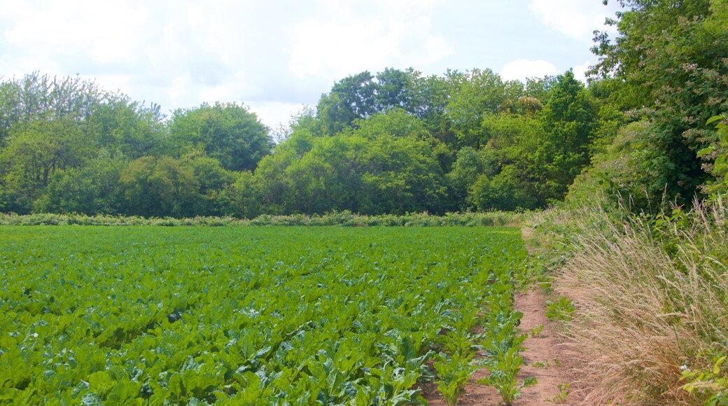 Seckbach showing farmland