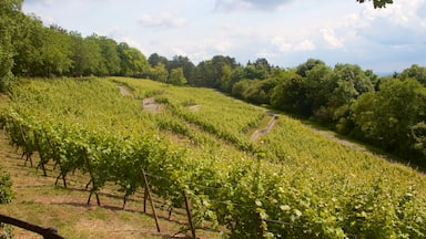 Lohberg mit einem Farmland und ruhige Szenerie