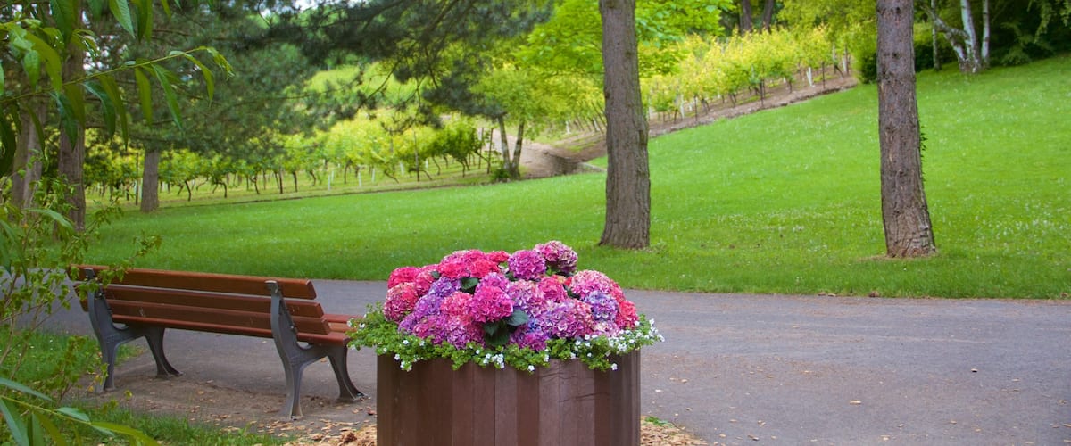 Lohberg featuring flowers and a park