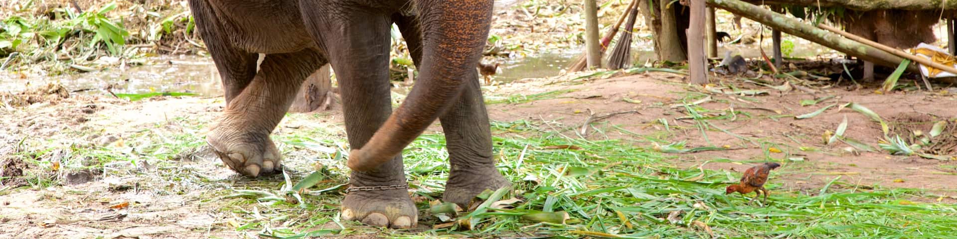 Pattaya Elephant Village qui includes animaux terrestres