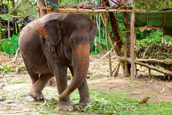 Pattaya Elephant Village welches beinhaltet Landtiere