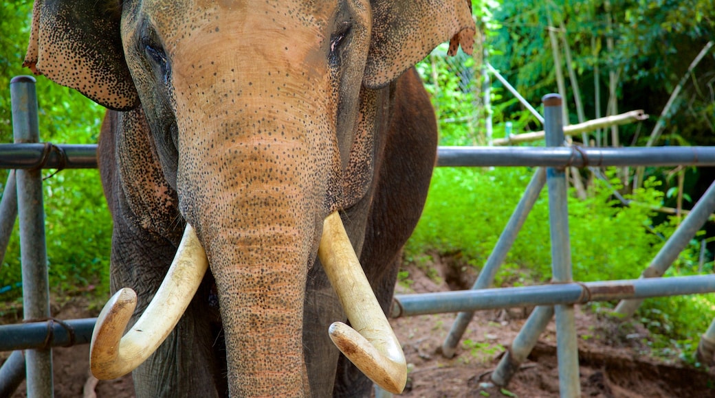 Pattaya Elephant Village featuring land animals