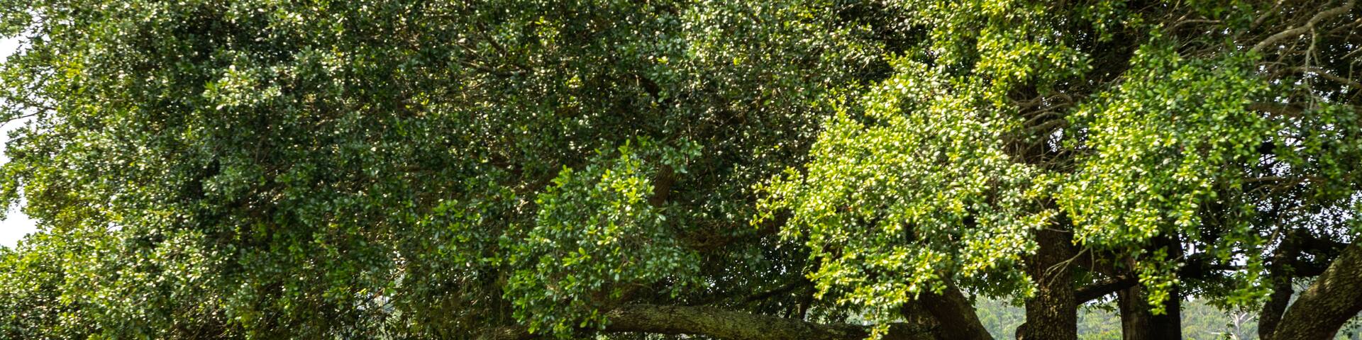 Longs, Carolina do Sul, Estados Unidos