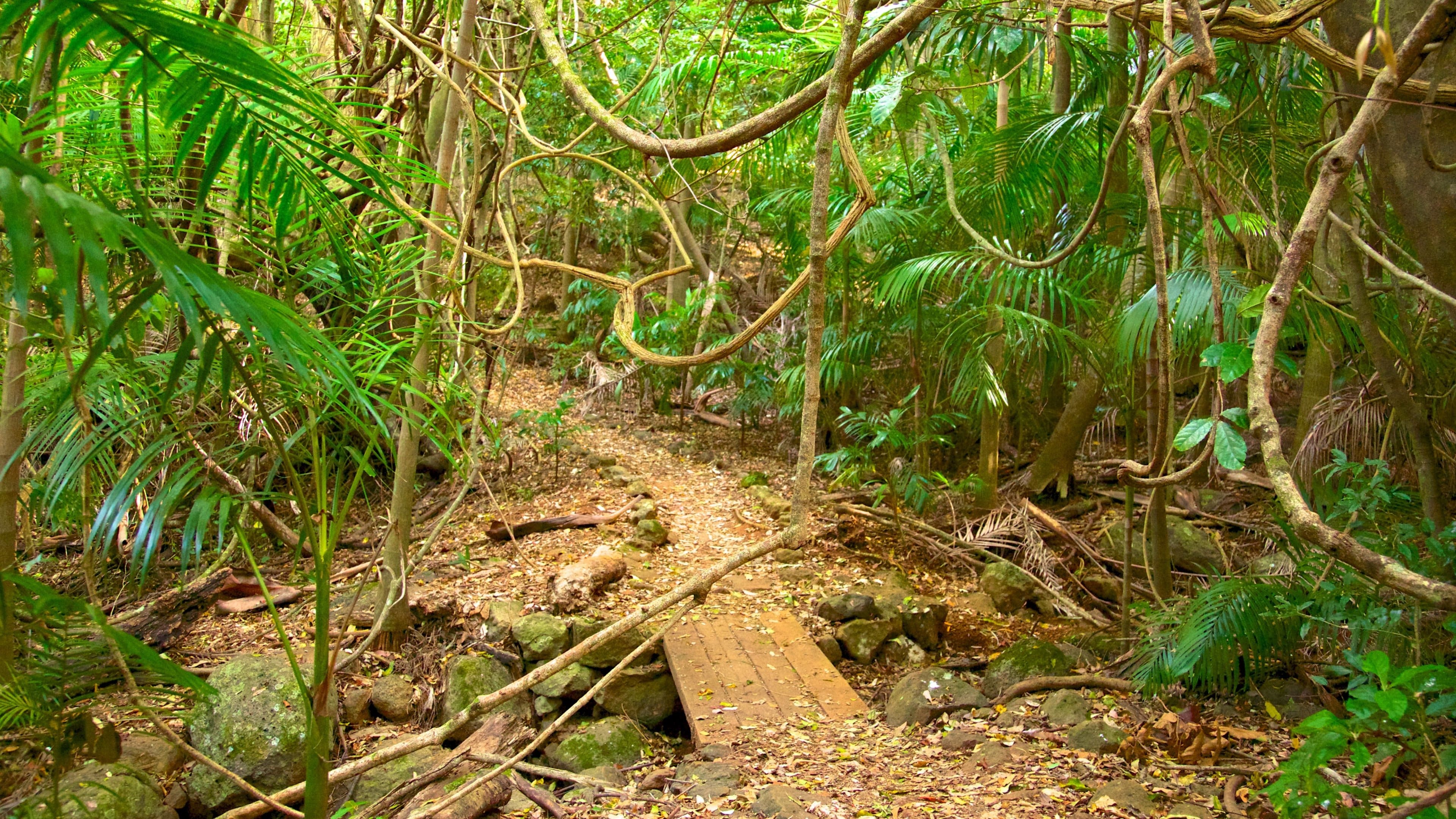 Tamborine National Park Palm Grove Section which includes forest scenes