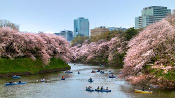 Nachmittagstour durch Tokio Nachmittagstour durch Tokio