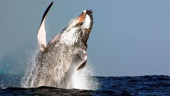 Whalewatching-Bootsfahrt mit Mittagessen Whalewatching-Bootsfahrt mit Mittagessen