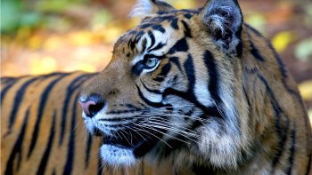 Tickets, museos, atracciones,Entradas a atracciones principales,Zoo de Melbourne