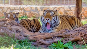 Eintritt in den Zoo Pafos Eintritt in den Zoo Pafos