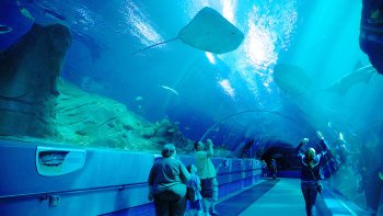 ,Acuario de Georgia