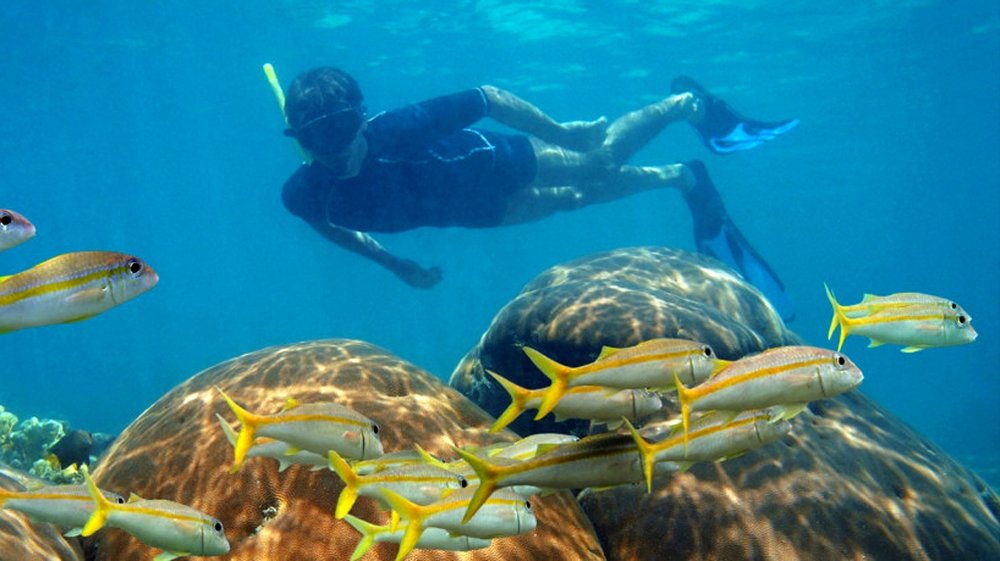 Paradise Island Snorkeling Tours Snorkelling Day Trip Paradise Island