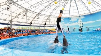 Show im Dolphins Bay Phuket Show im Dolphins Bay Phuket