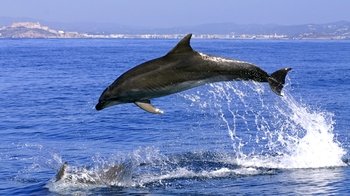 Bootsfahrt mit Delphinbeobachtung in der Bucht von Gibraltar von der Costa ... Bootsfahrt mit Delphinbeobachtung in der Bucht von Gibraltar von der Costa ...
