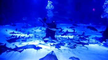 ,Acuario
