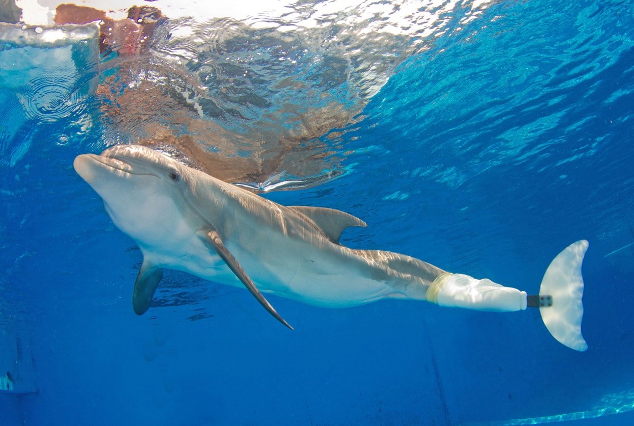 Clearwater Marine Aquarium - Home of Winter from the Dolphin Tale movies