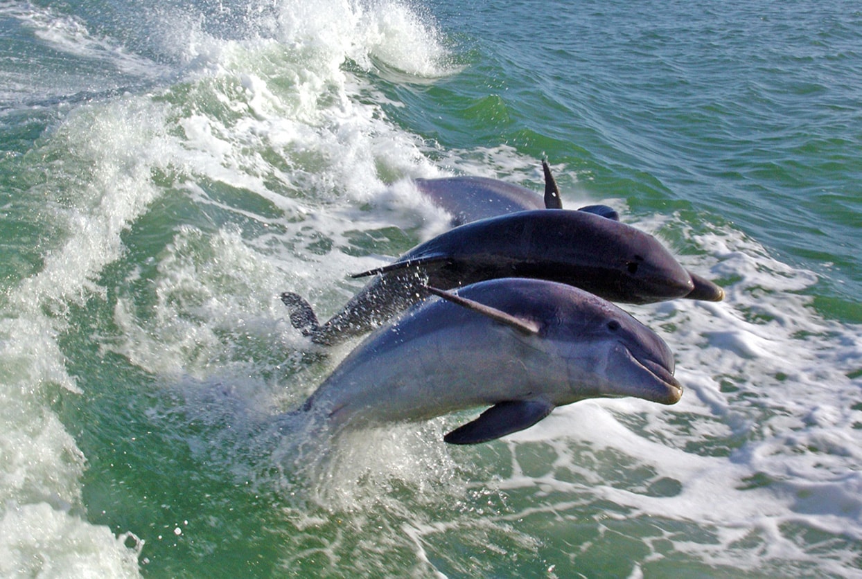 Dolphin Racer Speedboat Adventure