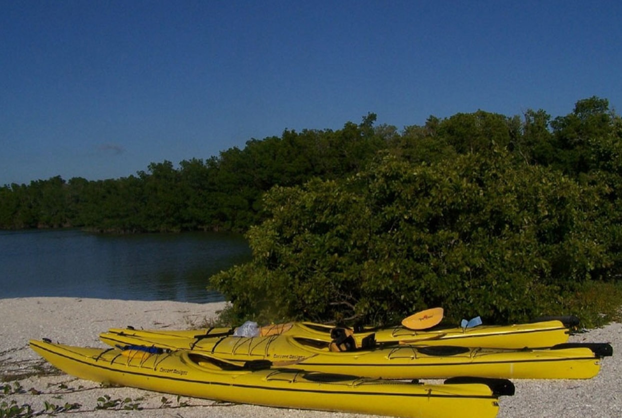 Everglades Mangrove Kayak Eco Tour