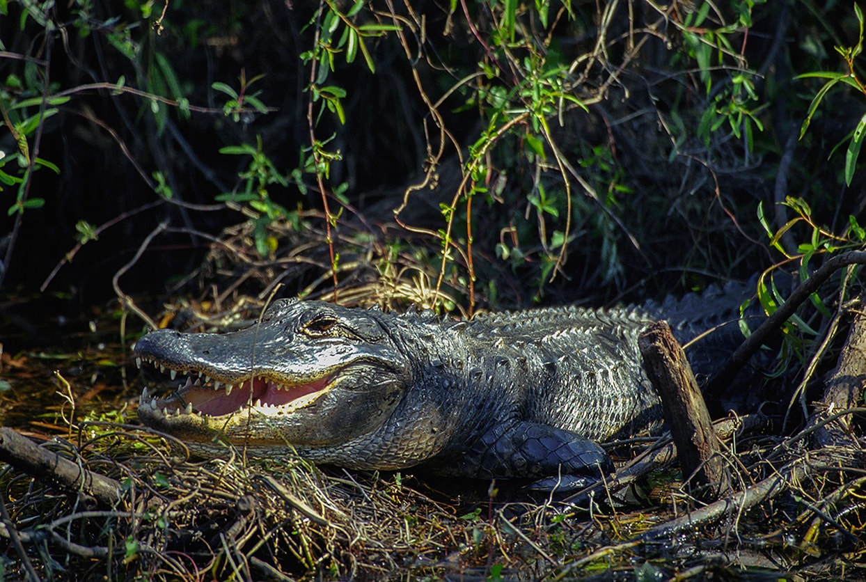 Everglades Excursion