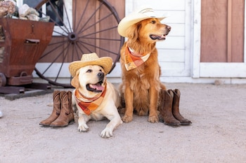 6 piscines extérieures, tentes de plage, chaises longues