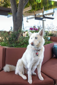 Piscine extérieure, cabanas (supplément), chaises longues