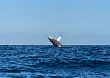 Body treatments, hot stone massages, deep-tissue massages