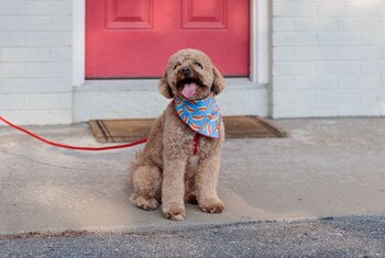 Iron/ironing board, free cots/infant beds, rollaway beds, free WiFi