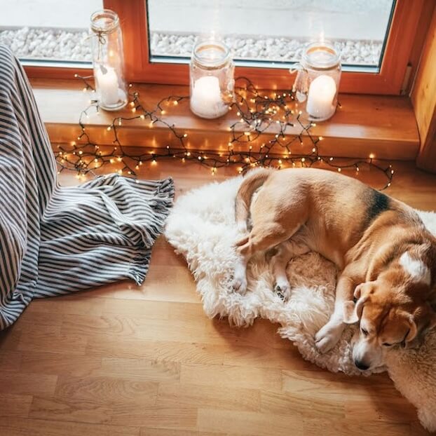 Discover Vrbos that are pet-friendly homes.