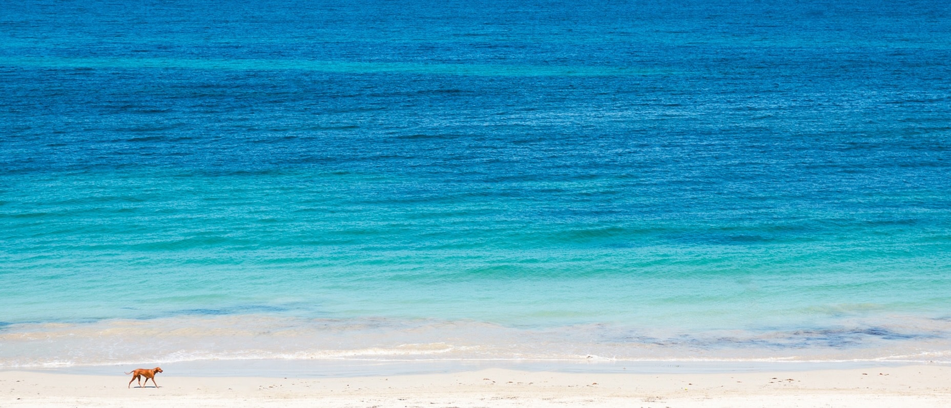 Wide turquoise-to-deep-blue ocean with a small brown dog trotting along the sandy shoreline.