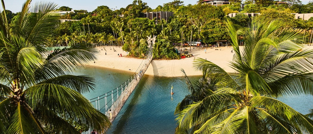 An image of the suspension bridge connecting Singapore to Sentosa Island surronded by giant palm trees