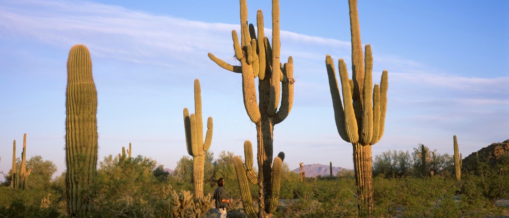 A view of several cactus plants in the desert.