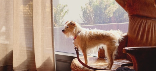 Explore pet-friendly vacation homes.