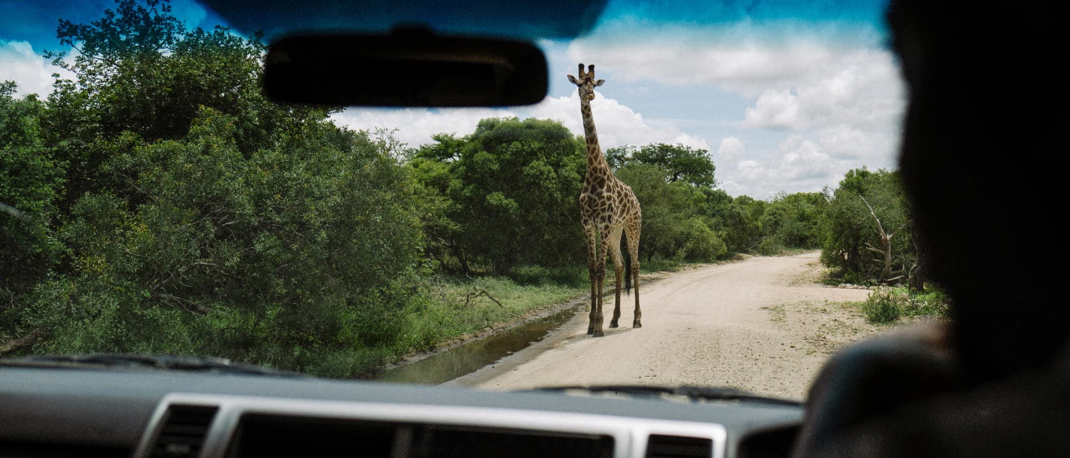 People in a car face a giraffe that is standing in front of them on a dirt road in Tanzania.