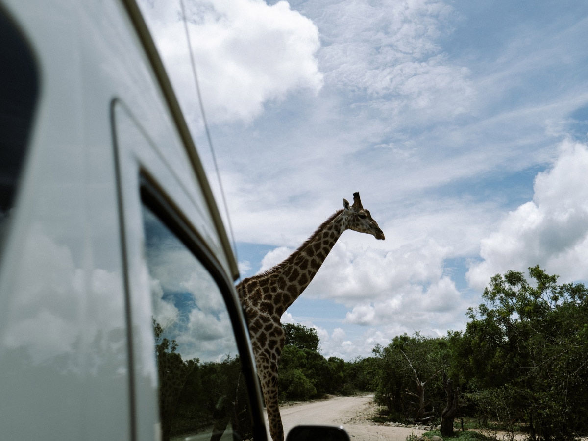 Deux voyageurs installés à l’arrière d’une jeep de safari dans la savane luxuriante de Tanzanie