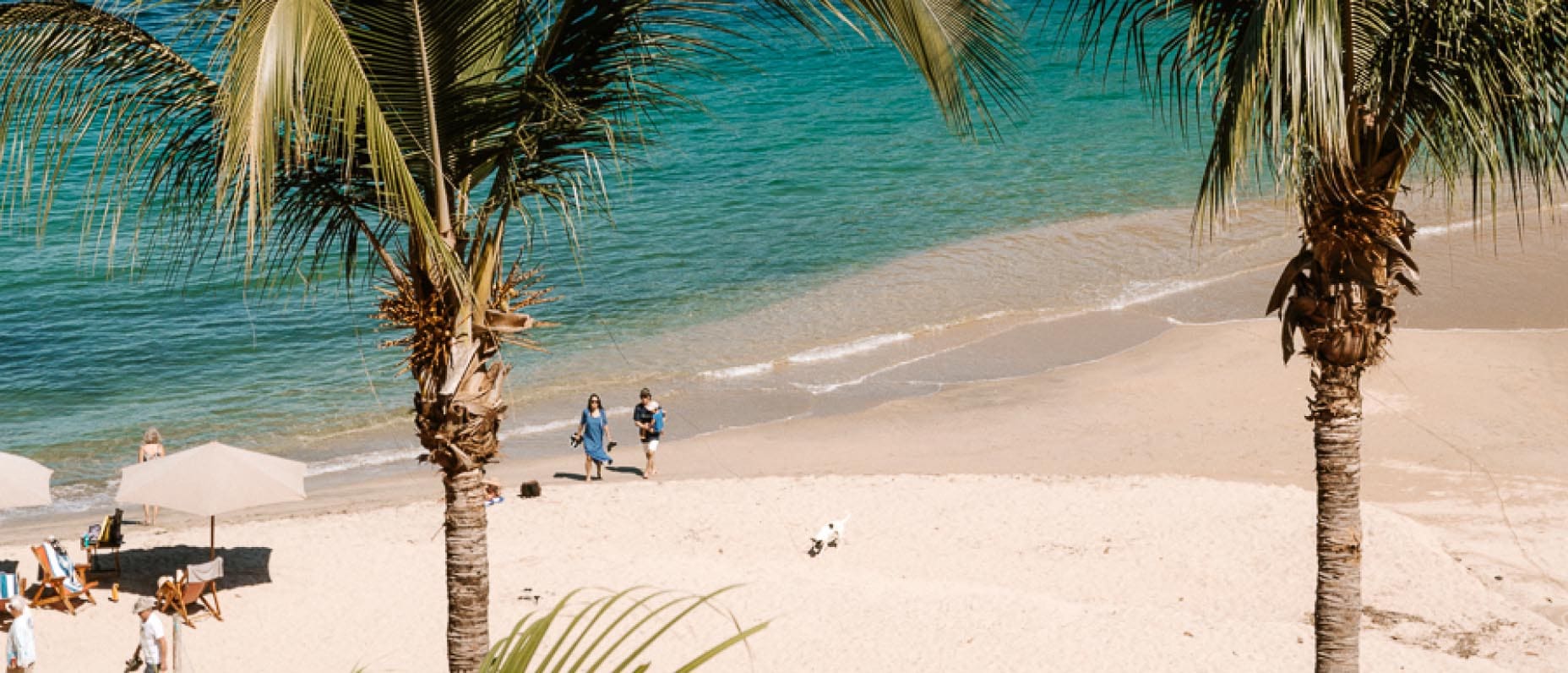 An overhead view through palm trees of two people walking by the ocean's edge. One person holds a toddler. A dog runs nearby.