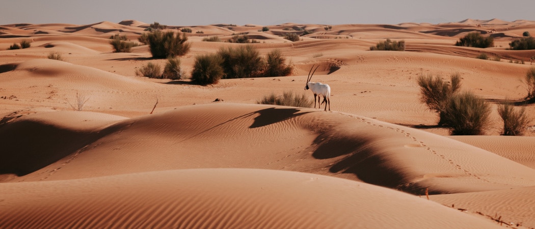 Un animal marche dans les dunes du désert près de Dubaï
