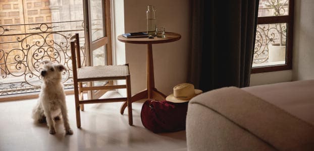 Search pet-friendly hotels.