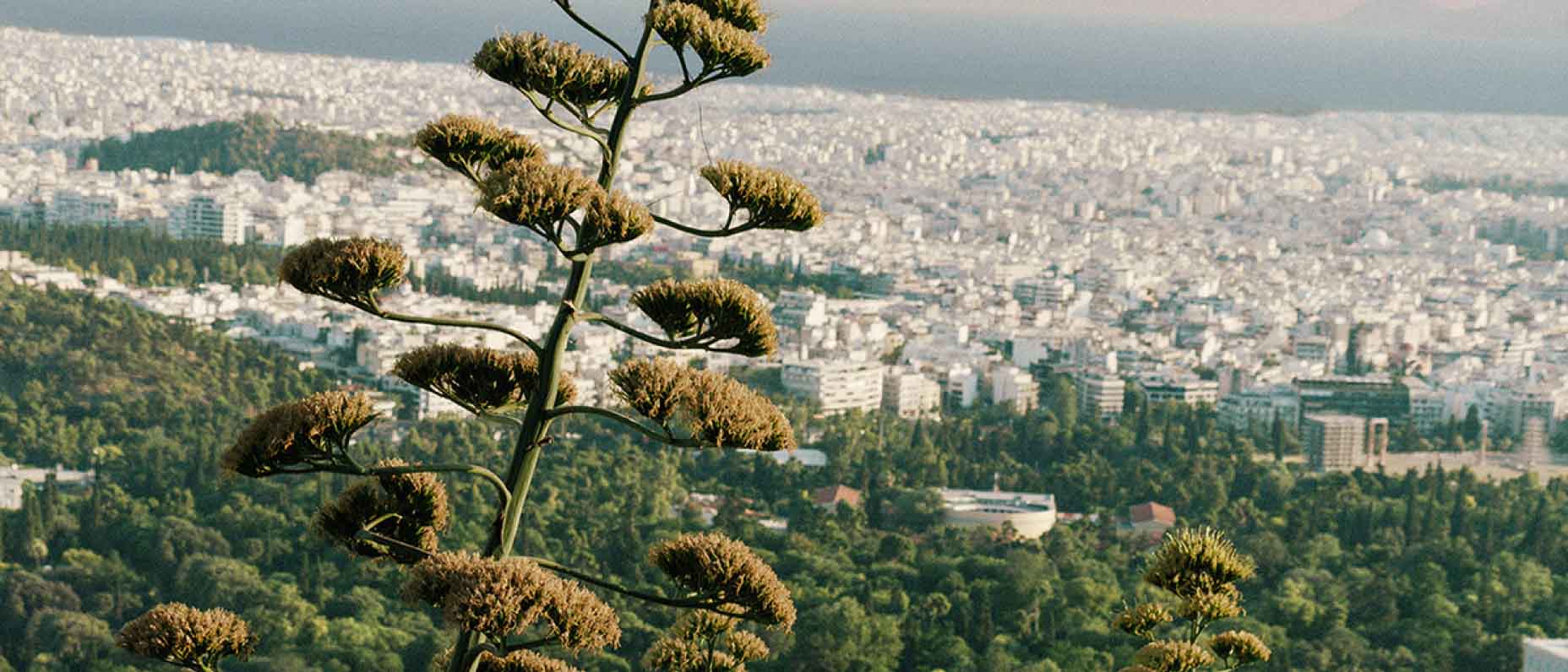 From a high-altitude vantage point, we look through foliage down onto a sprawling city.