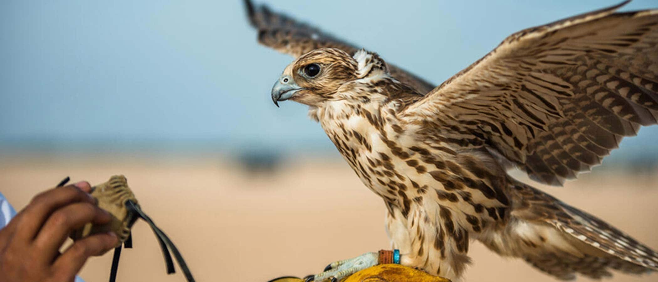 Discover Dubai’s wild side