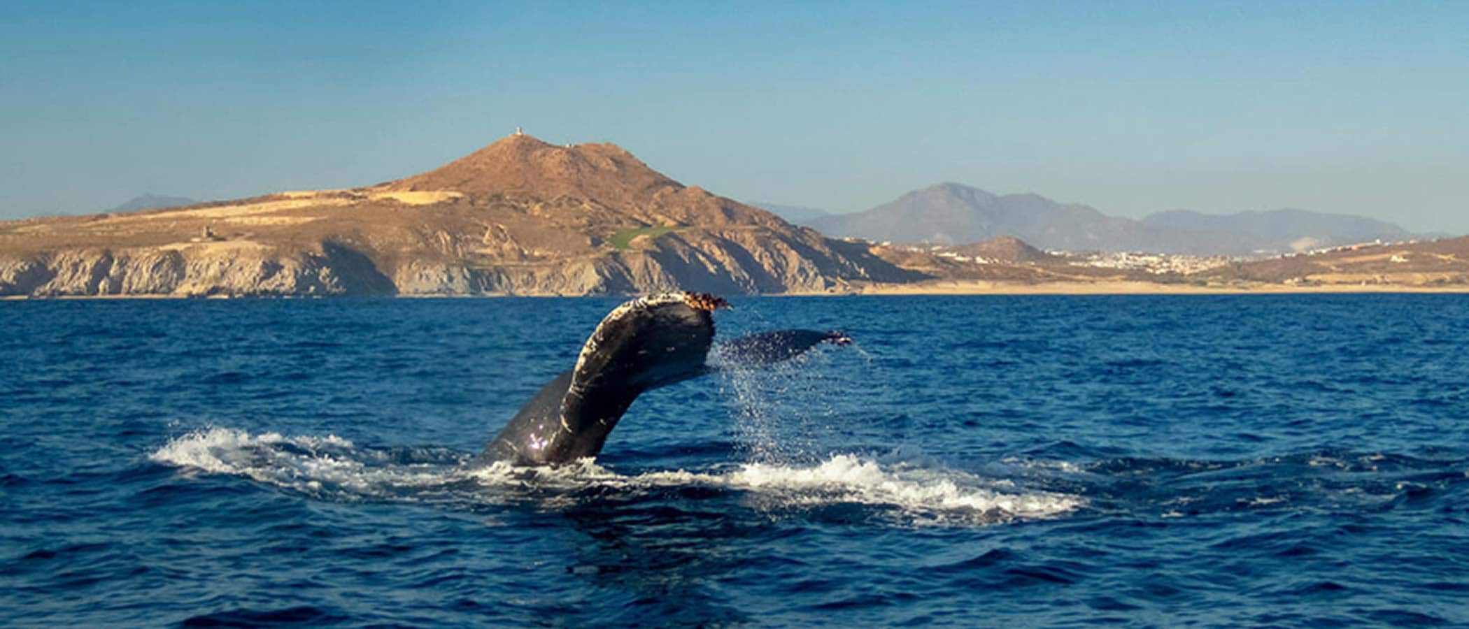 Watch whales in Mexico’s La Paz