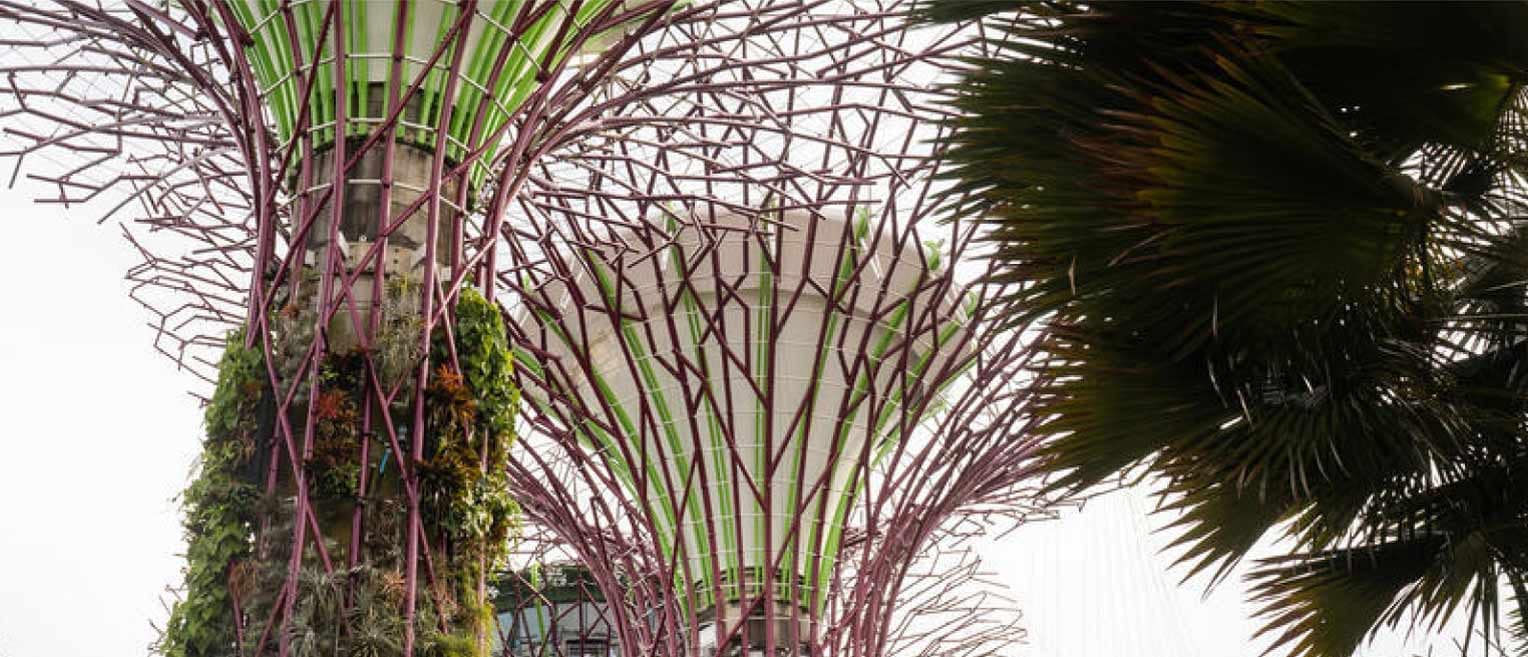 The futuristic Supertree structures at Gardens by the Bay in Singapore, with vertical gardens and towering metal frameworks.